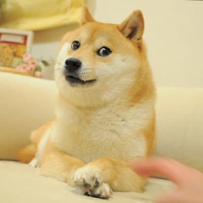 Own the Doge